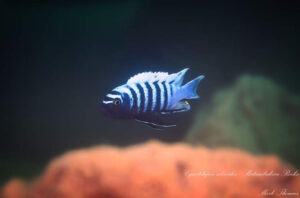 Cynotilapia zebroides 'Matambukira Rocks'